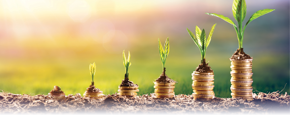 Growing Money - Plant On Coins - Finance And Investment Concept